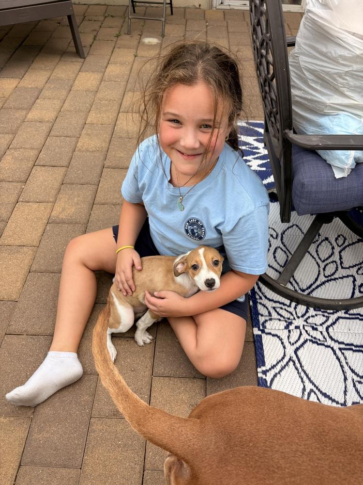 Muneca, Adoptable, Puppy Female Retriever & Mixed Breed.