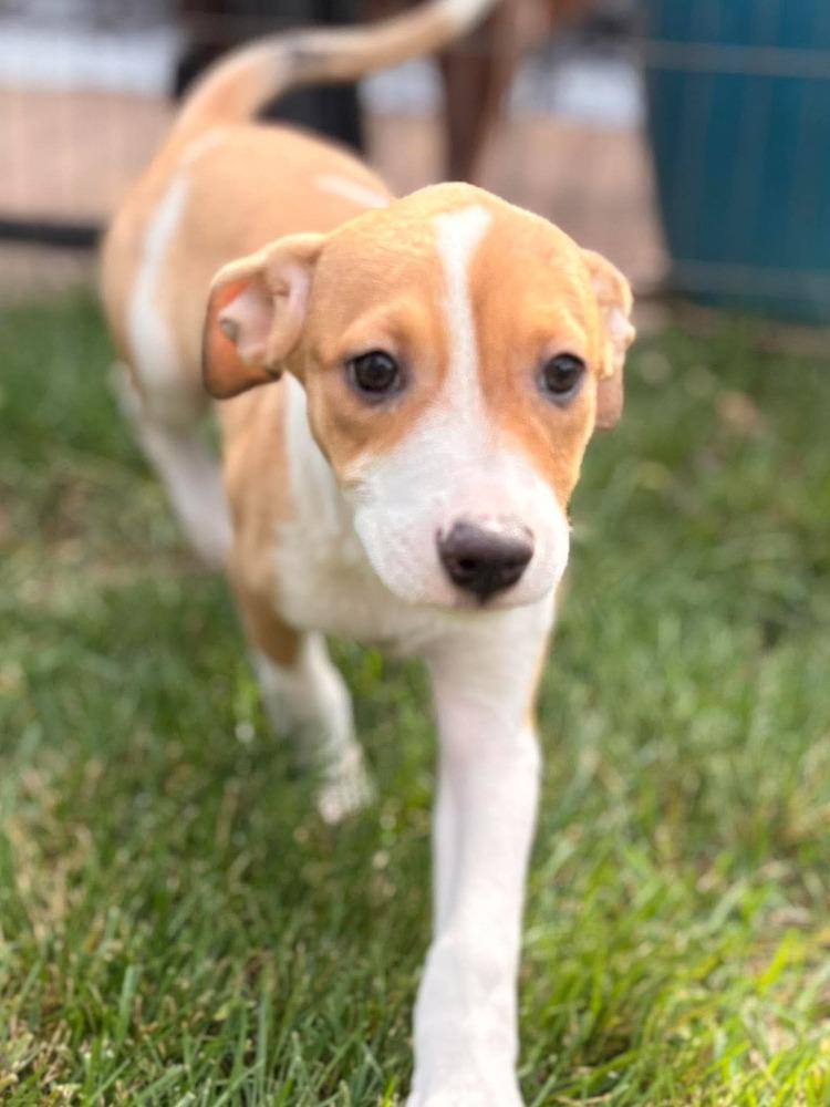 Enlarge Muneca, a Adoptable mixed breed in Valley Stream, NY image 3/5
