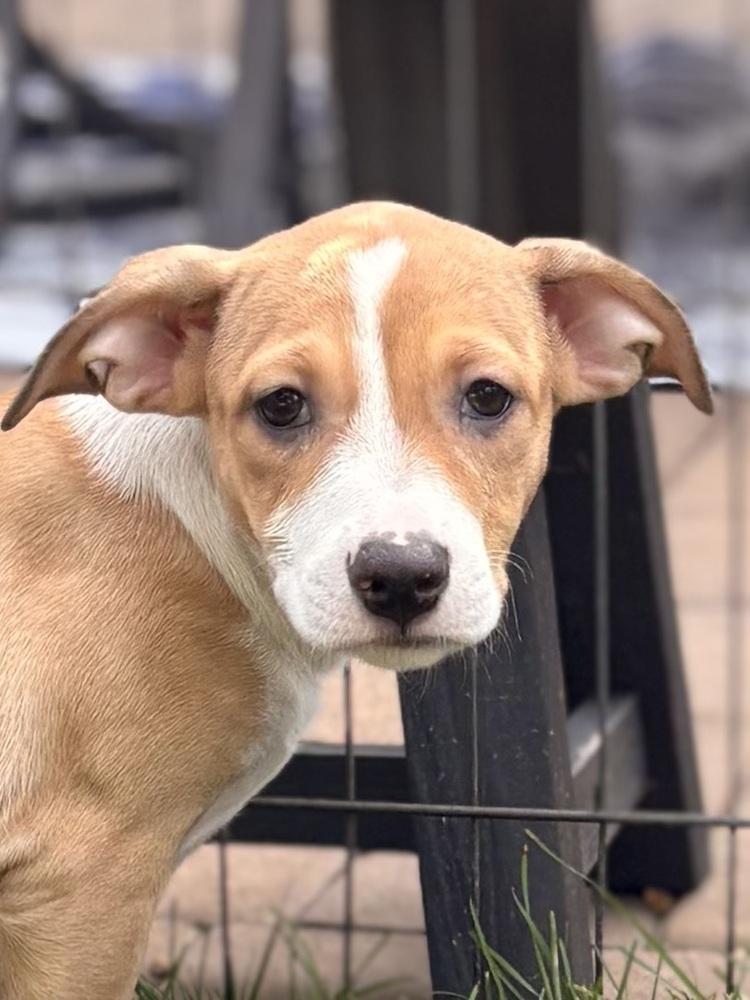 Enlarge Muneca, a Adoptable mixed breed in Valley Stream, NY image 4/5