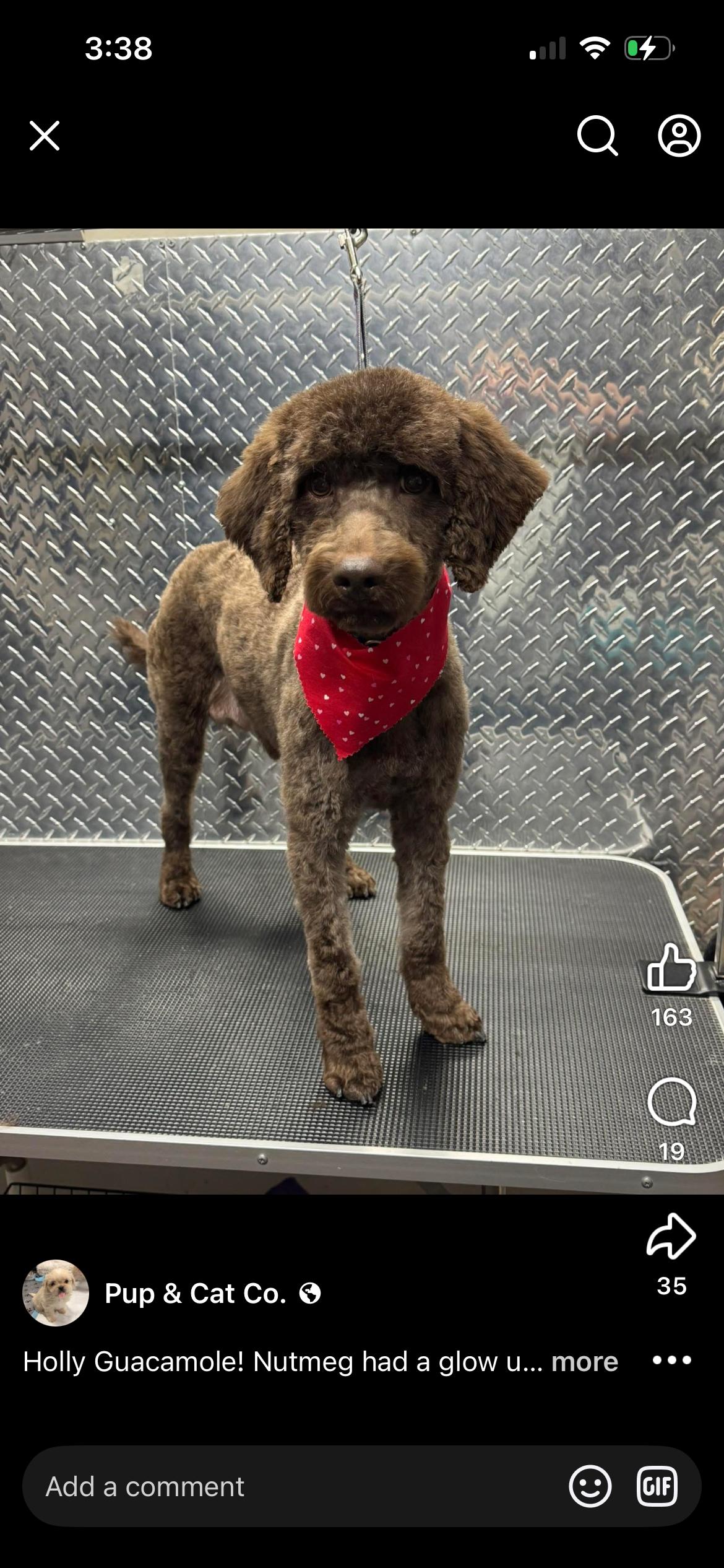 Enlarge Nutmeg, a Adopted mixed breed in Winder, GA image 1/1