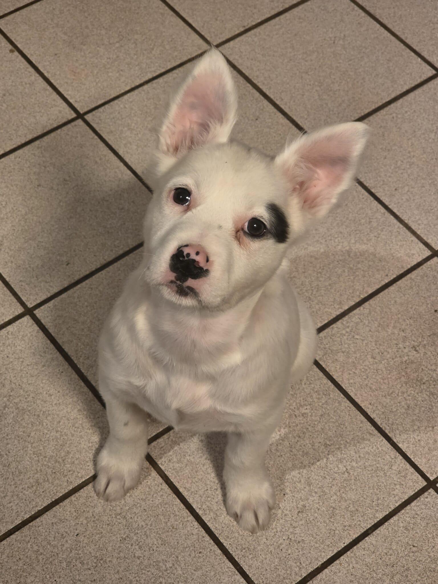 Veronica "V" Fisher, a Adoptable Mixed Breed in Kenosha, WI image 1/6