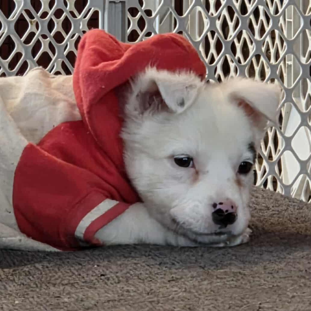 Veronica "V" Fisher, Adoptable, Puppy Female Mixed Breed.