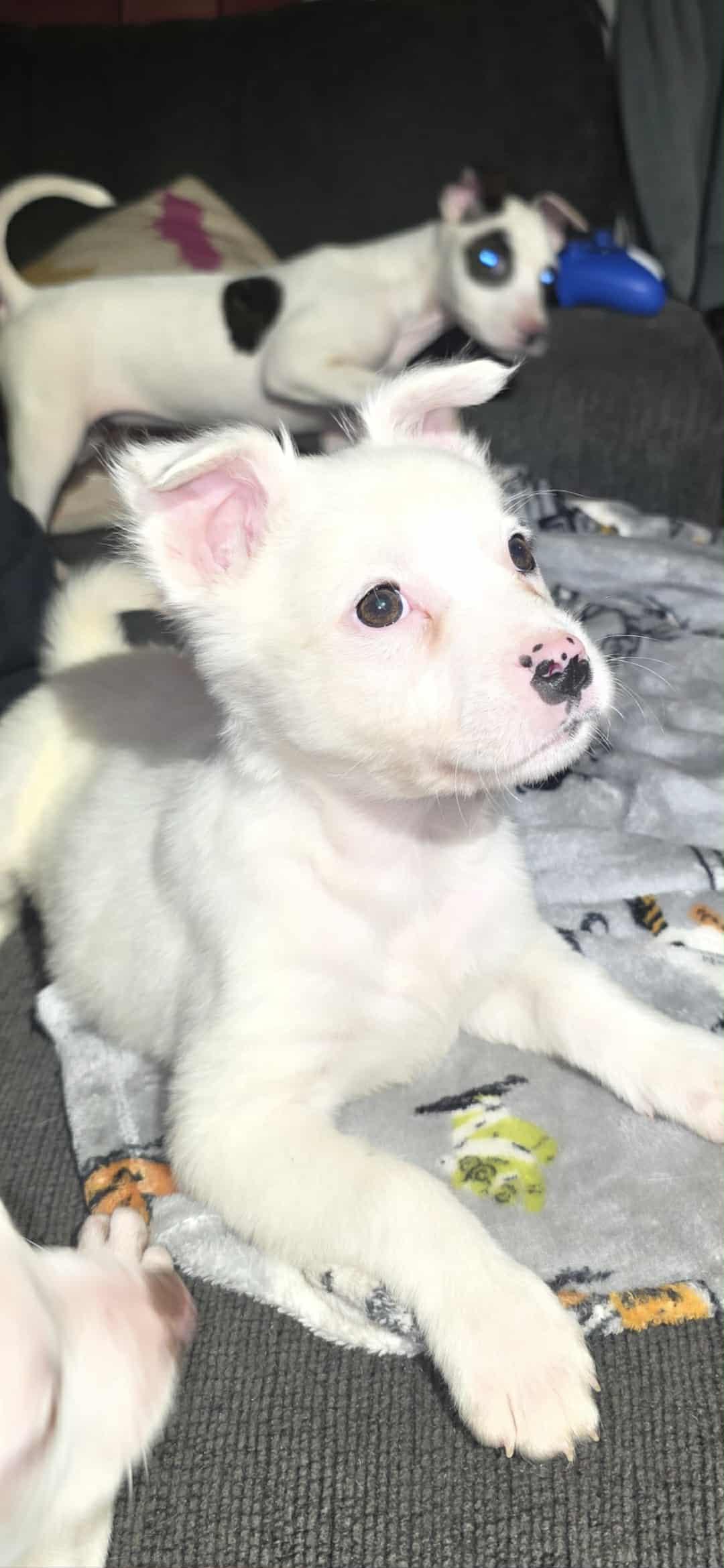 Veronica "V" Fisher, a Adoptable Mixed Breed in Kenosha, WI image 5/6