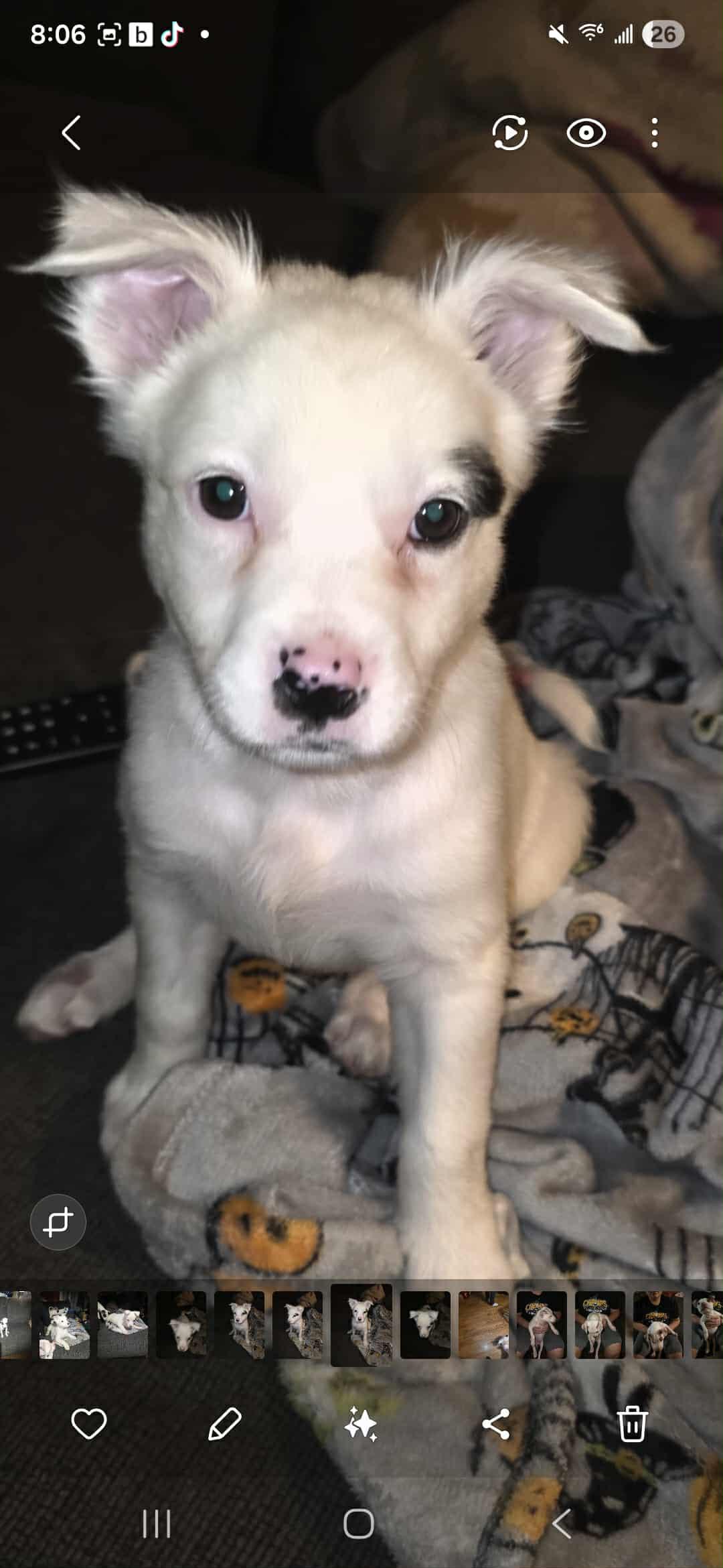 Veronica "V" Fisher, a Adoptable Mixed Breed in Kenosha, WI image 4/6