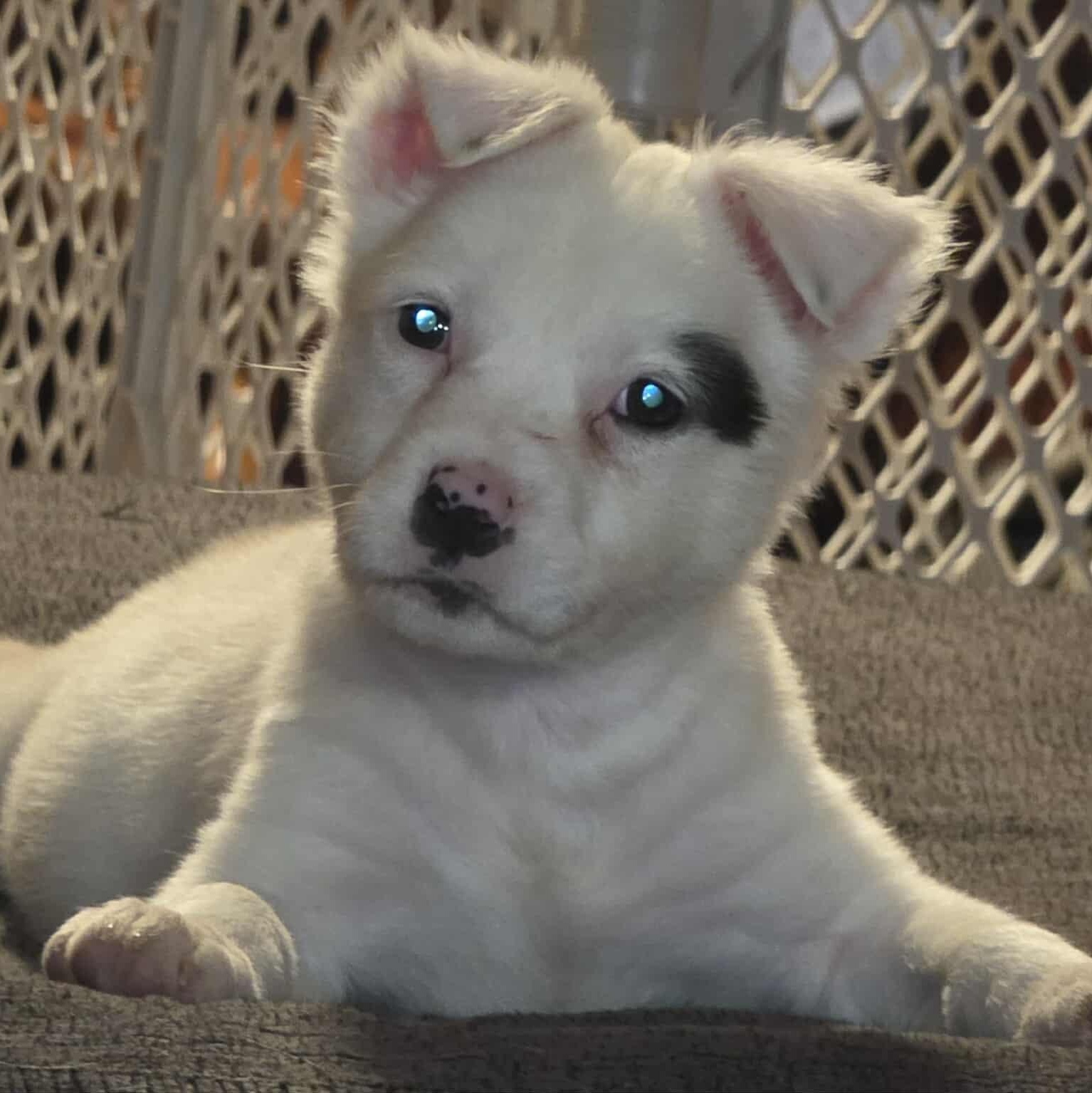 Veronica "V" Fisher, a Adoptable Mixed Breed in Kenosha, WI image 6/6