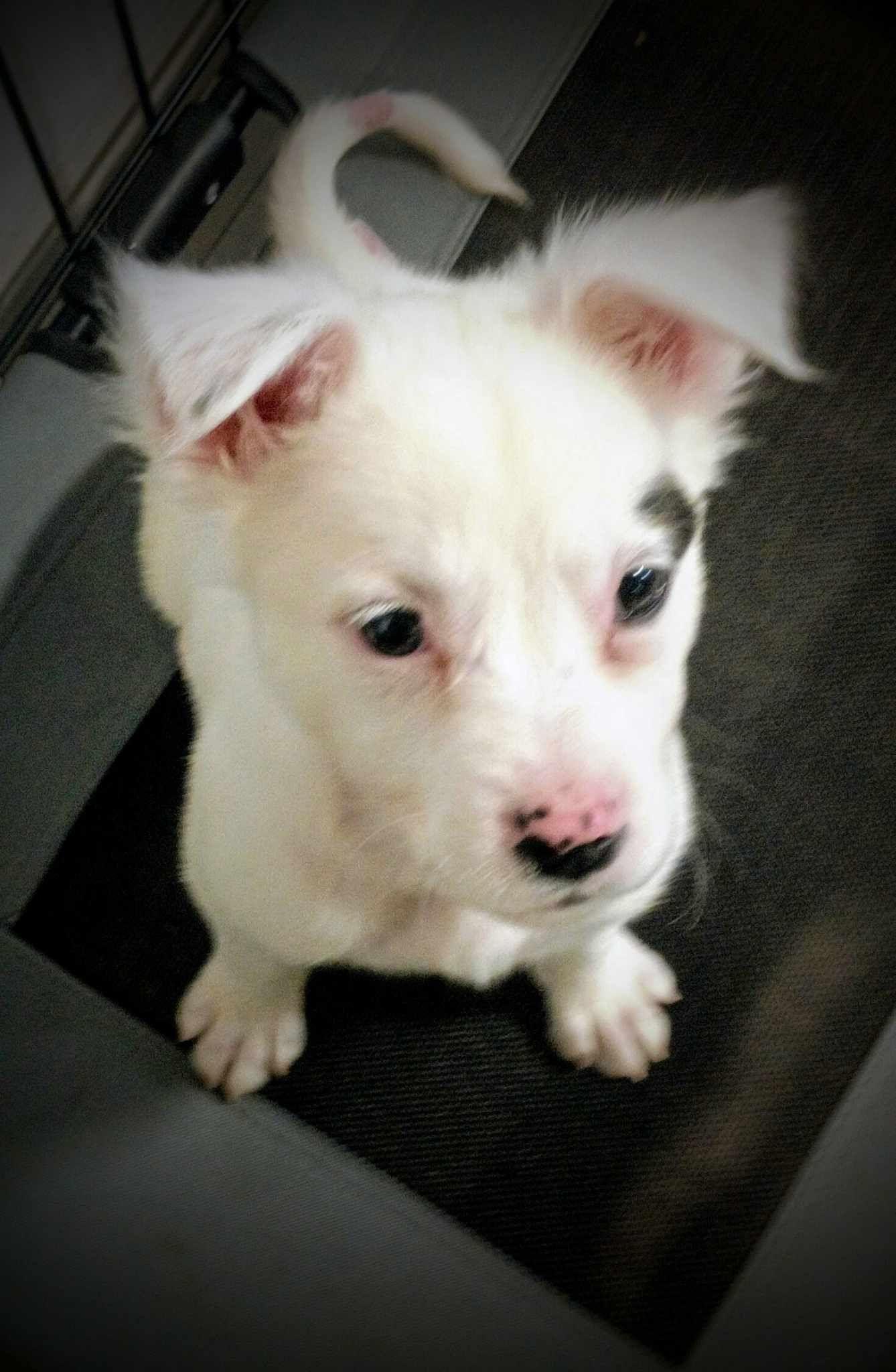 Veronica "V" Fisher, a Adoptable Mixed Breed in Kenosha, WI image 3/6