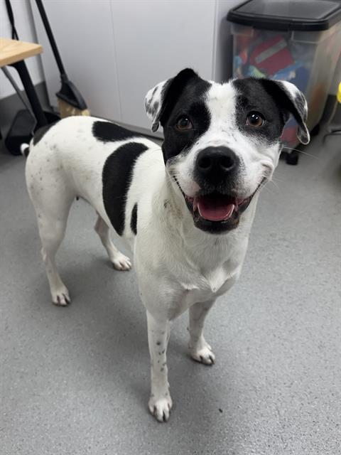 NATTY GANN, Adoptable, Adult Female Labrador Retriever & Pit Bull Terrier.