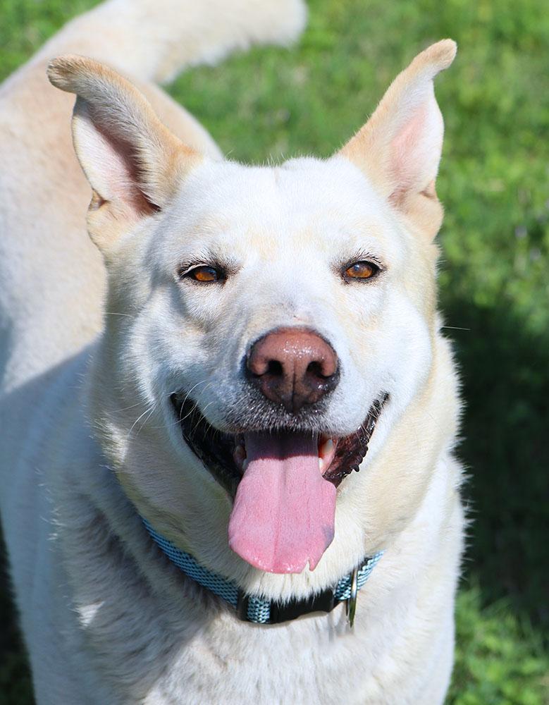 Kevin (AO36227), Adoptable, Adult Male Shepherd & Husky.