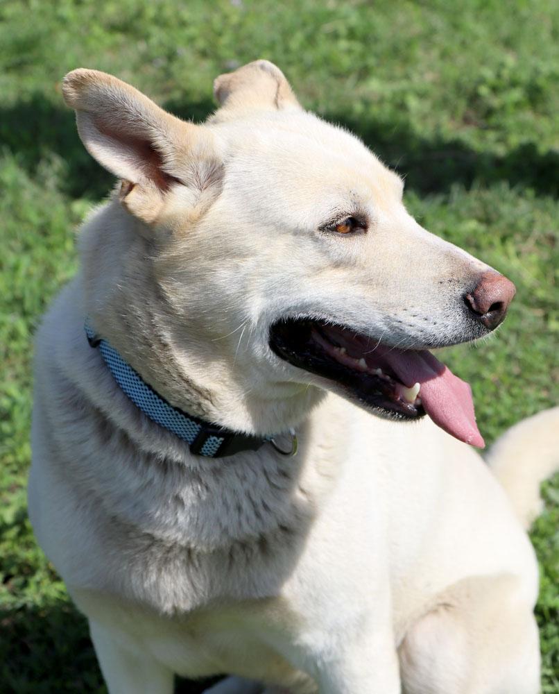 Kevin (AO36227), a Adoptable mixed breed in Kansas City, KS image 4/6