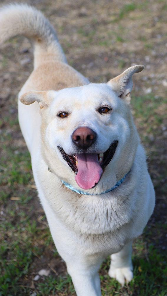 Kevin (AO36227), a Adoptable mixed breed in Kansas City, KS image 3/6