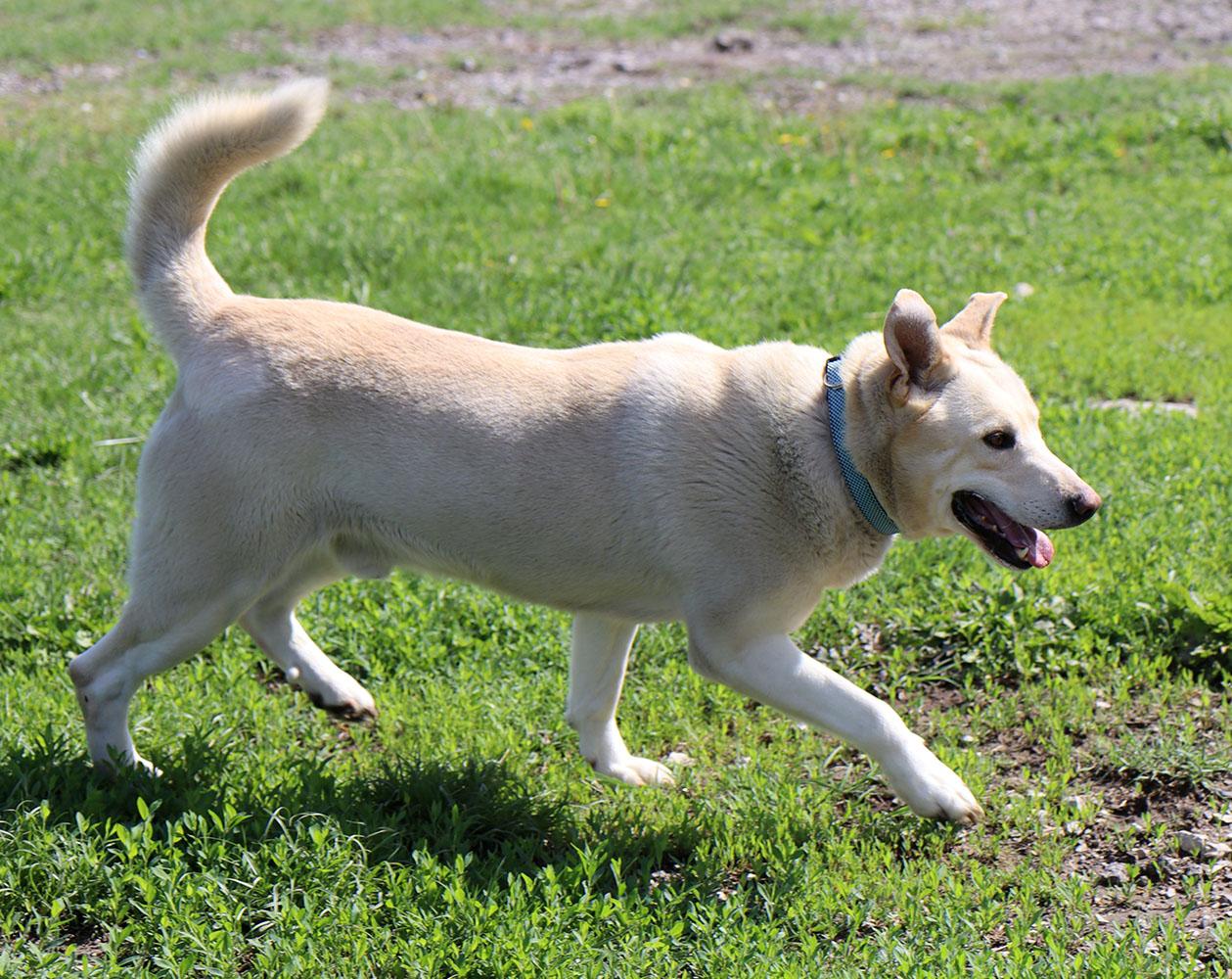 Kevin (AO36227), a Adoptable mixed breed in Kansas City, KS image 2/6