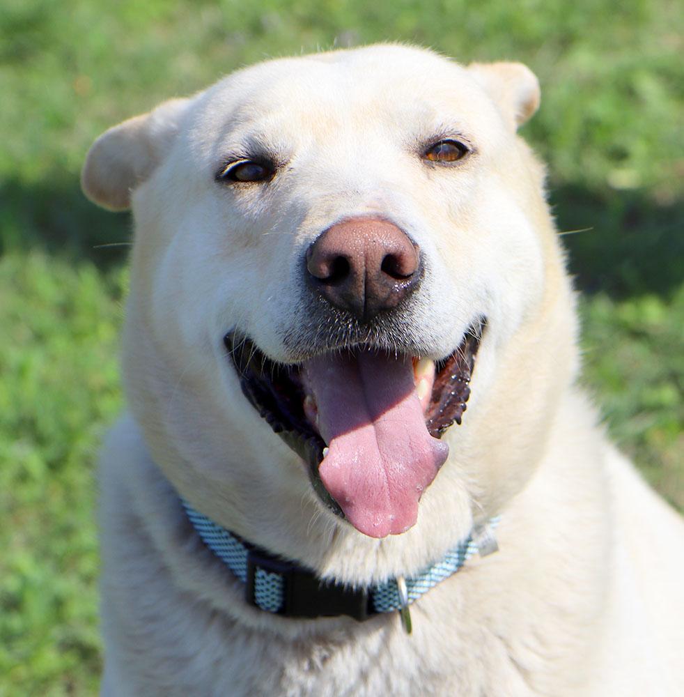 Kevin (AO36227), a Adoptable mixed breed in Kansas City, KS image 5/6