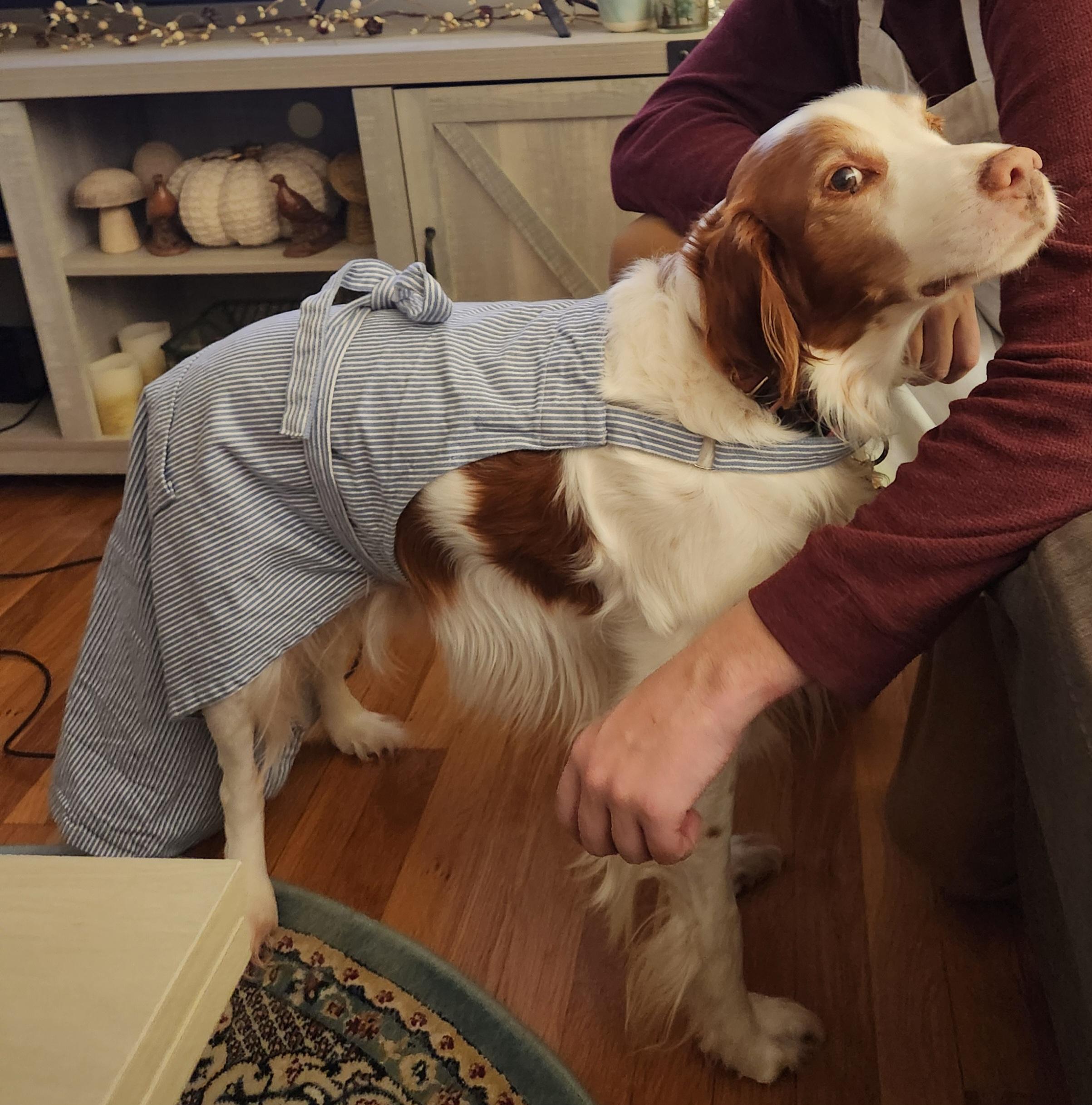 Blue - 20039665 - RI, Adopted, Adult Male Brittany Spaniel.