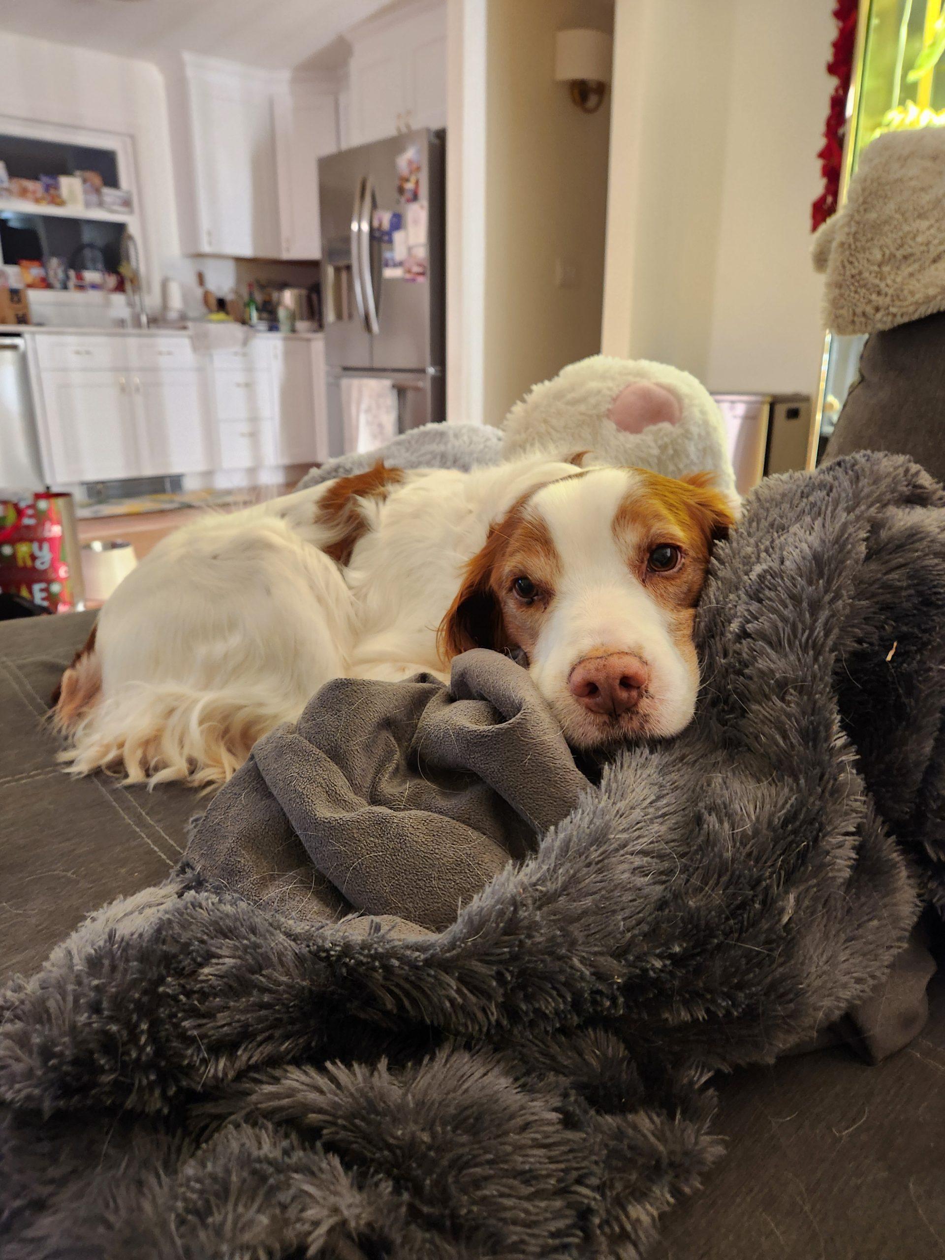 Blue - 20039665 - RI, Adopted, Adult Male Brittany Spaniel.