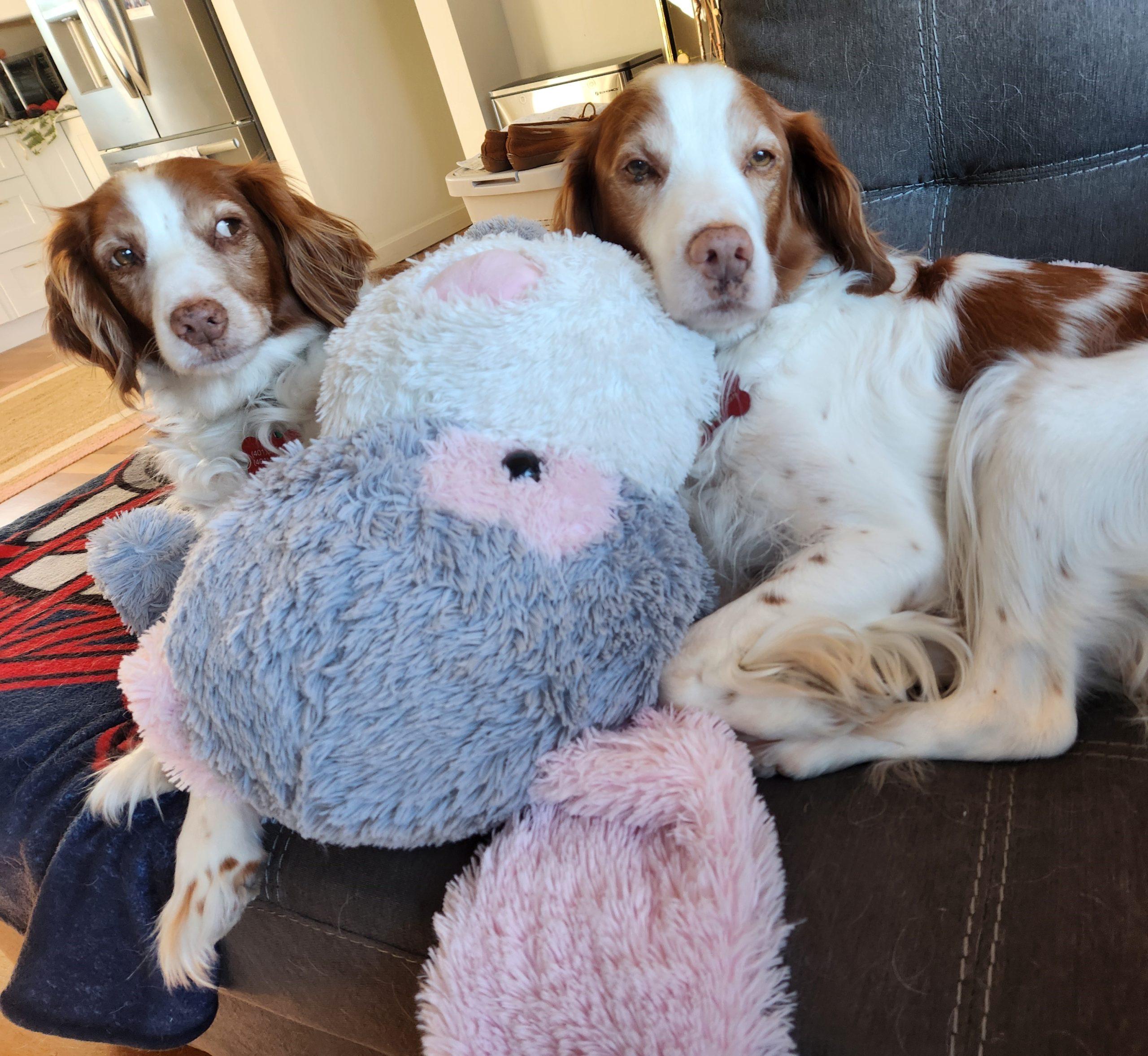 Enlarge Blue - 20039665 - RI, a Adopted Brittany Spaniel in Tiverton, RI image 3/4