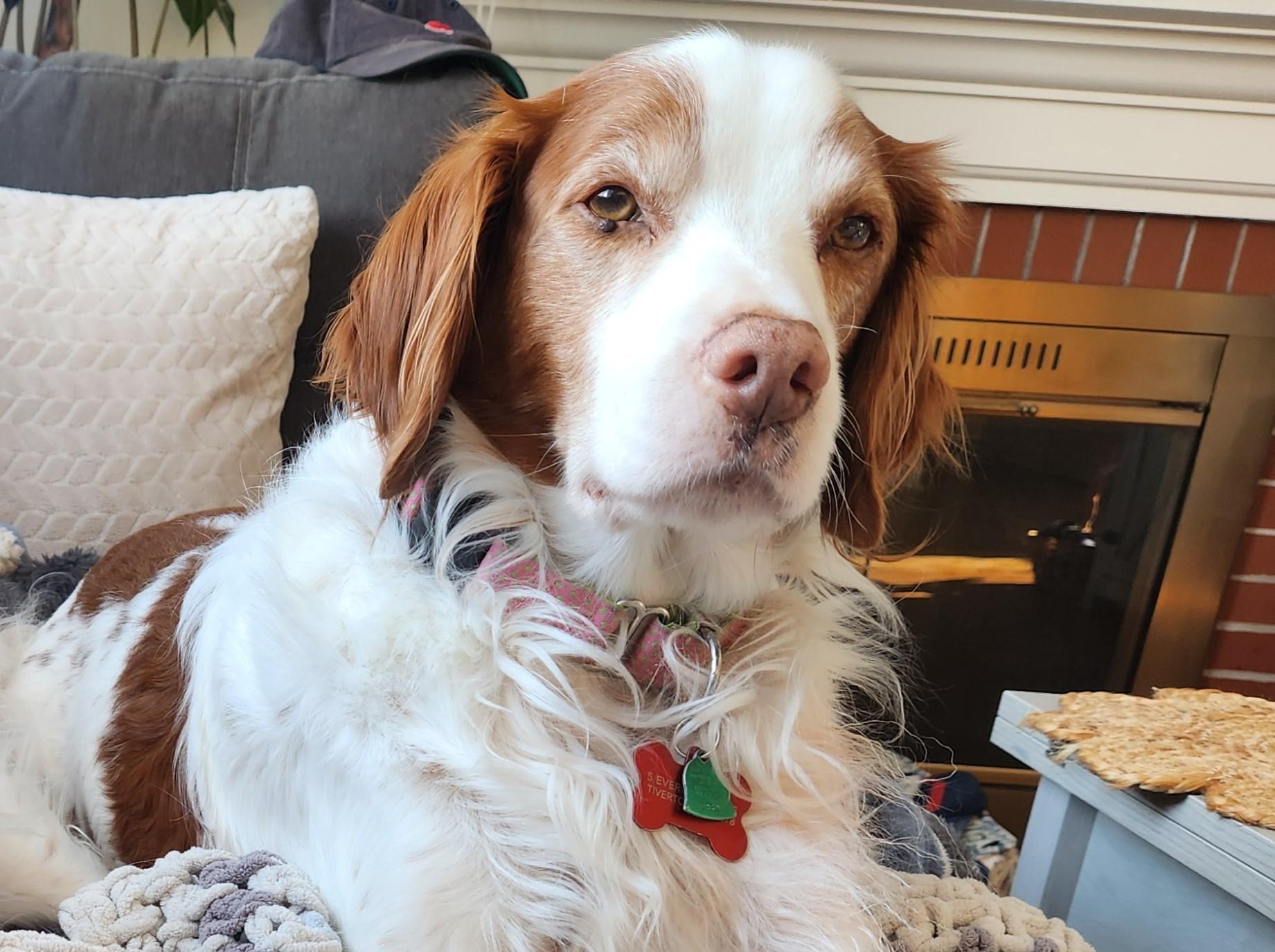 Enlarge Blue - 20039665 - RI, a Adopted Brittany Spaniel in Tiverton, RI image 4/4