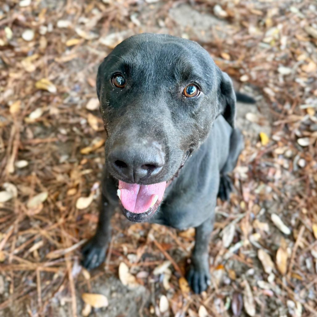 Dasher, Adoptable, Young Male Mixed Breed.