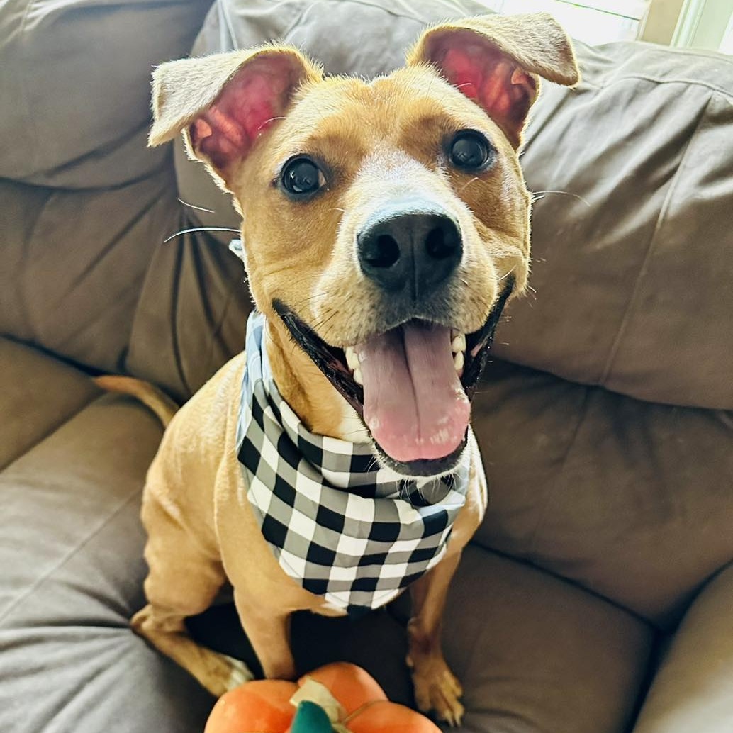 Marco, a Adoptable mixed breed in Northport, NY image 1/6