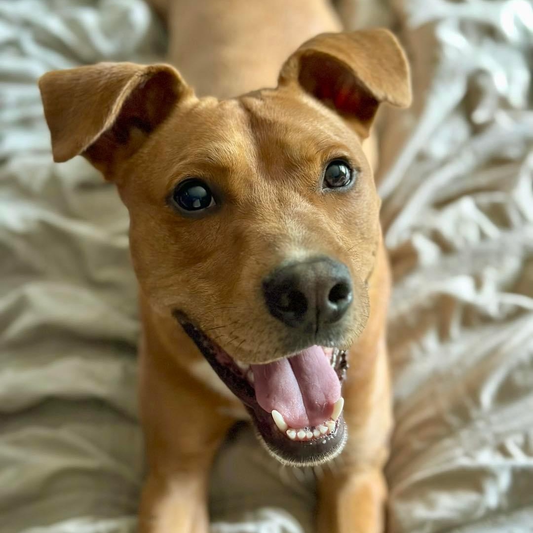 Marco, a Adoptable mixed breed in Northport, NY image 2/6