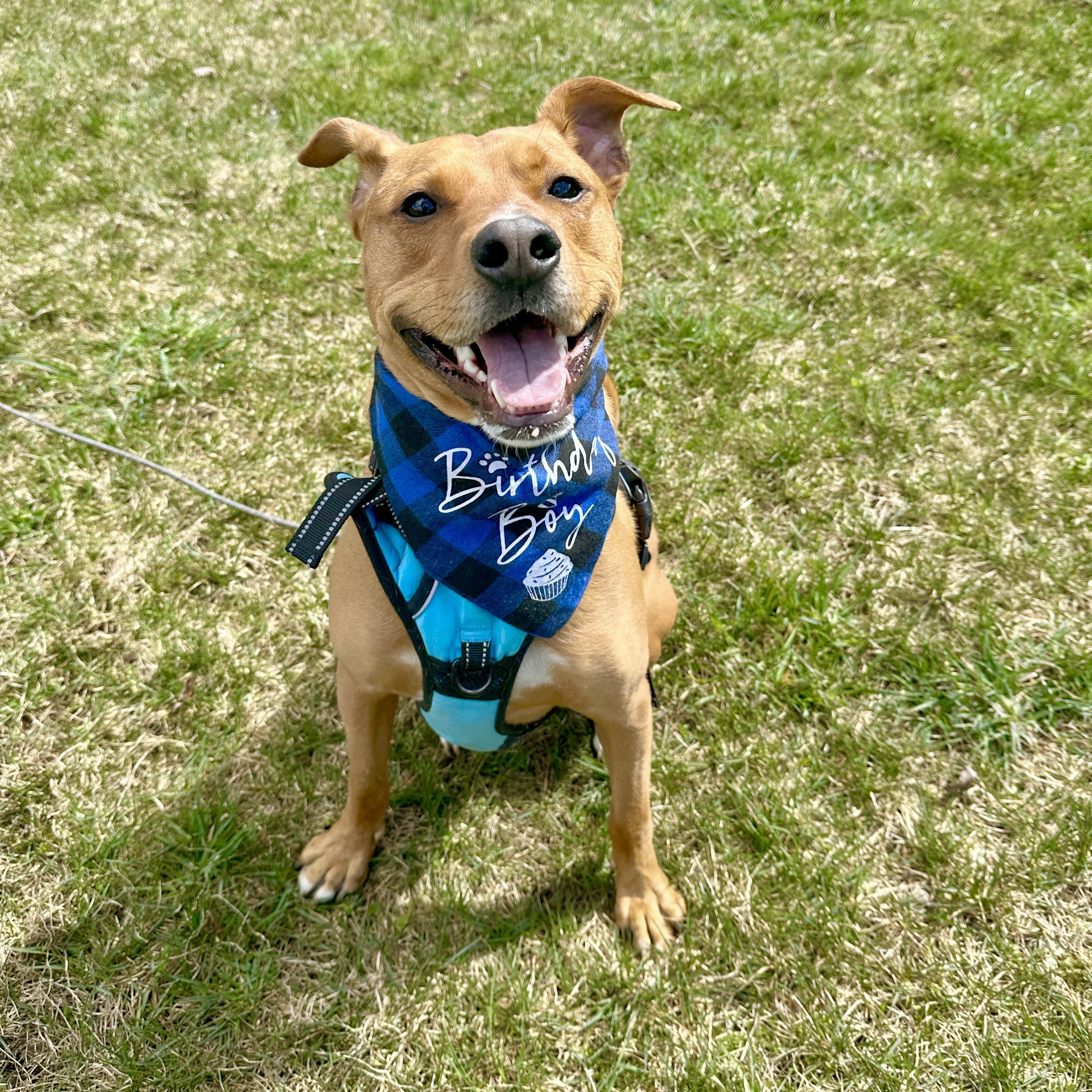 Marco, a Adoptable mixed breed in Northport, NY image 3/6