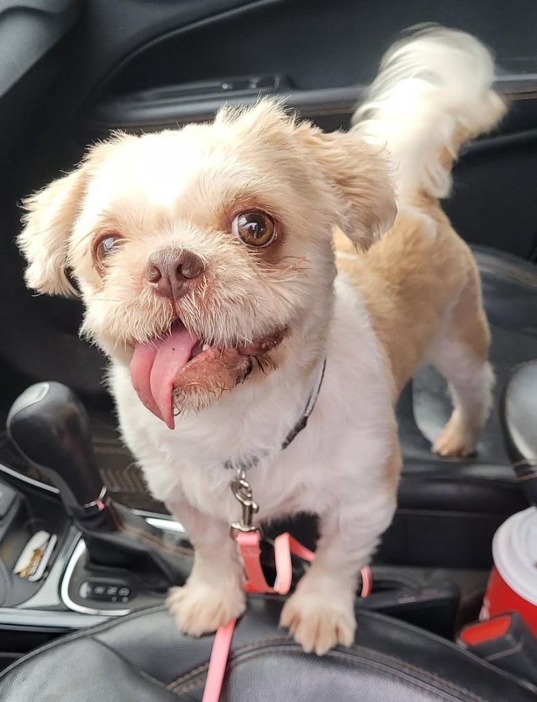 Tobby, Adoptable, Adult Male Shih Tzu.
