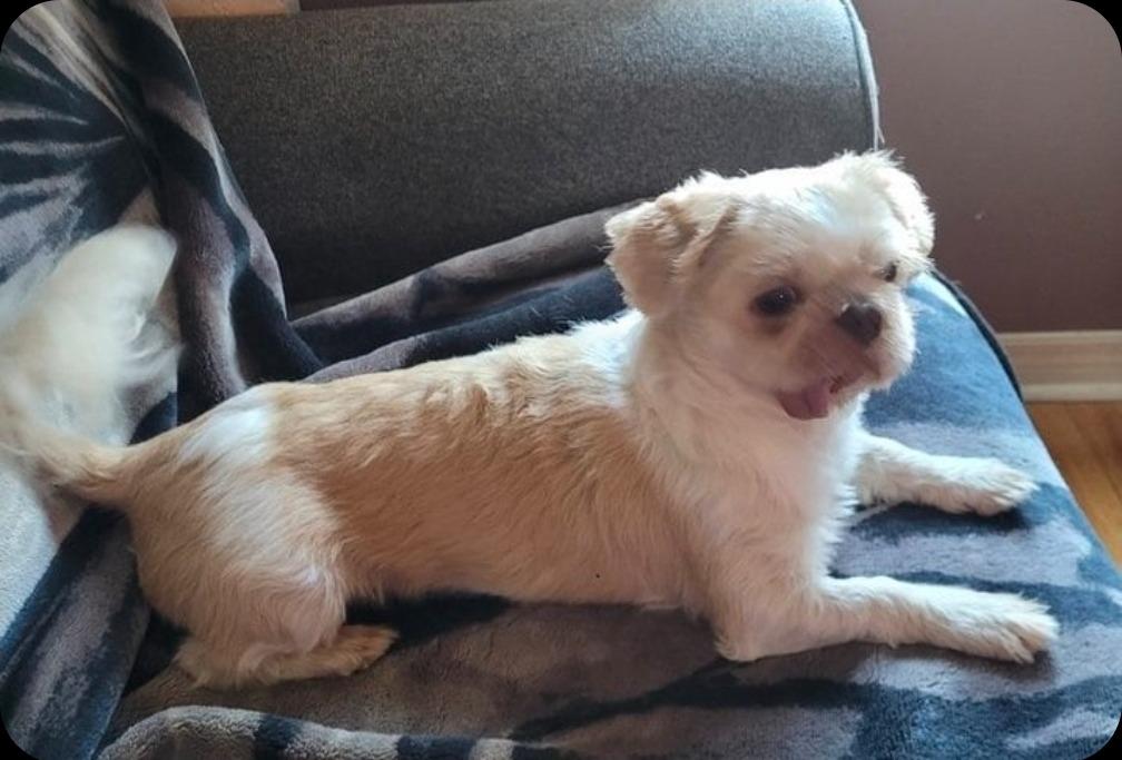 Tobby, a Adoptable Shih Tzu in Toronto, ON image 2/3