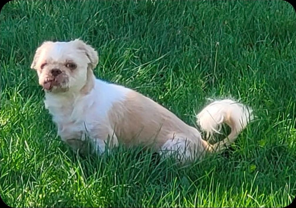 Tobby, a Adoptable Shih Tzu in Toronto, ON image 3/3