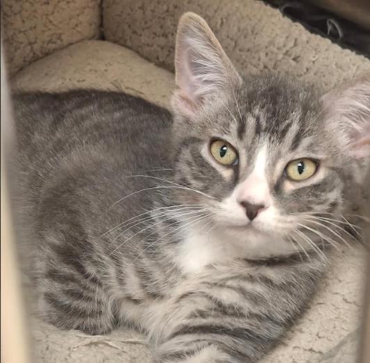 Enlarge Spike, a ADOPTABLE mixed breed in Little Falls, MN image 1/1