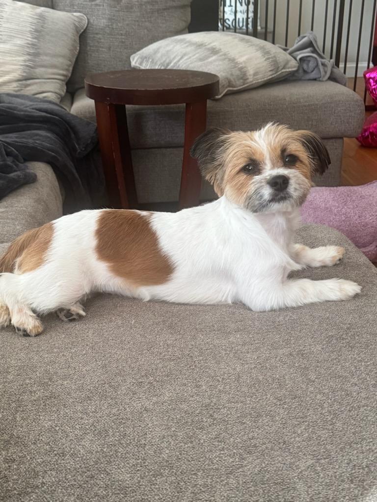 Chloe, Adopted, Puppy Female Shih Tzu & Jack Russell Terrier.