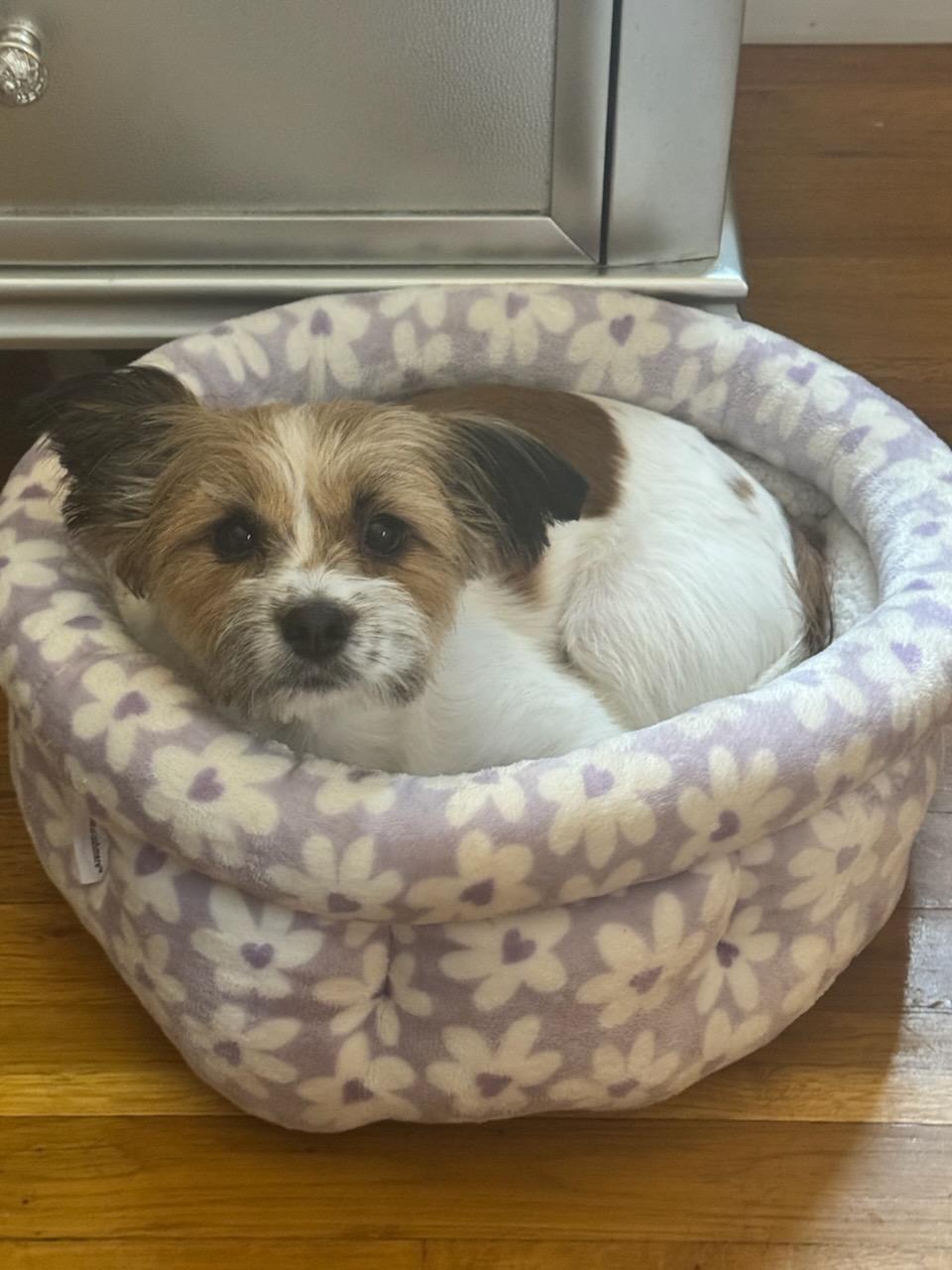 Enlarge Chloe, a Adopted mixed breed in Morganville, NJ image 2/3