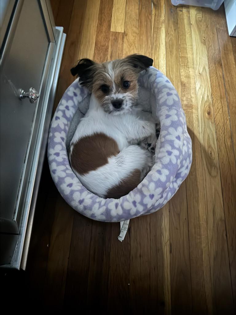 Enlarge Chloe, a Adopted mixed breed in Morganville, NJ image 3/3