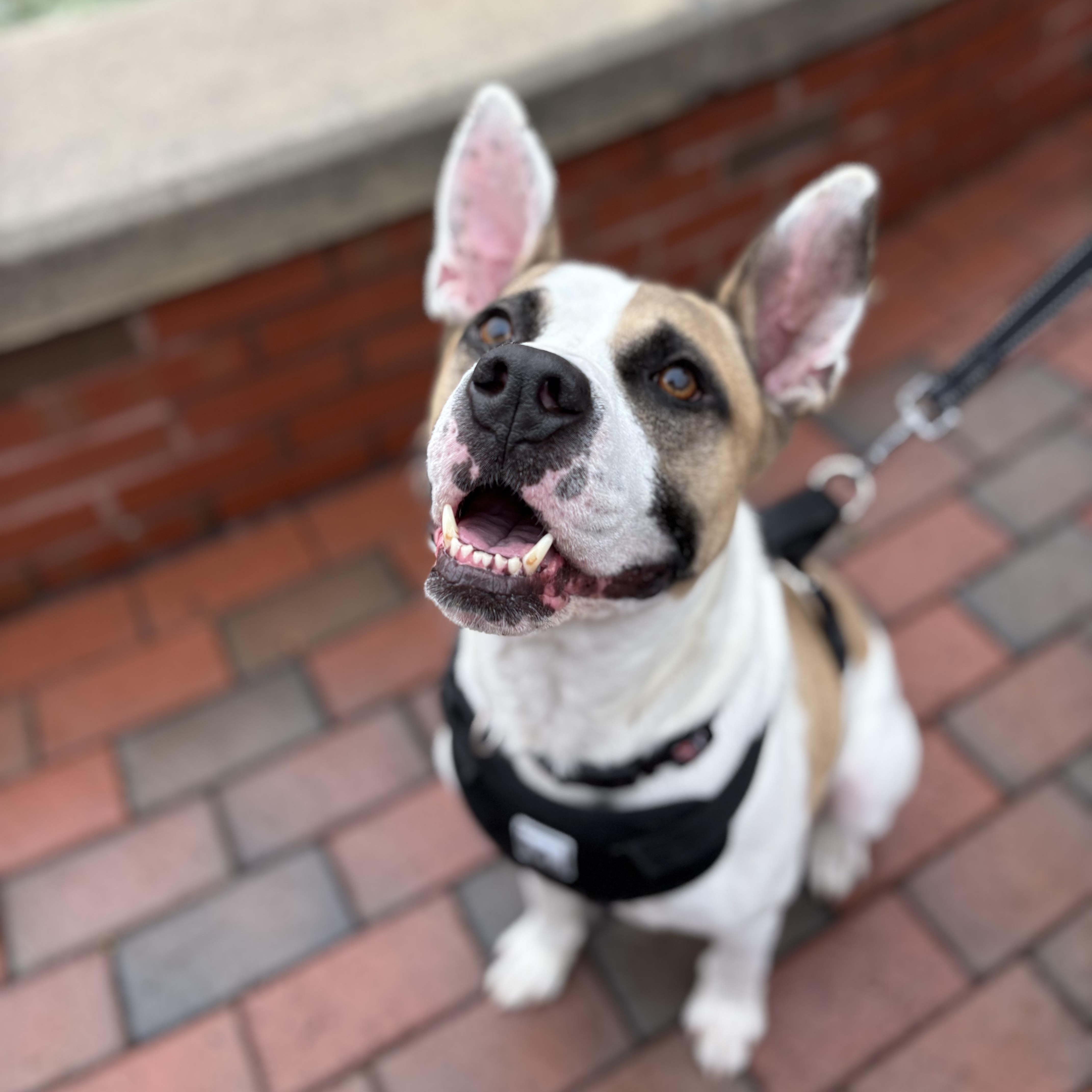 Guy, Adoptable, Adult Male Pit Bull Terrier.