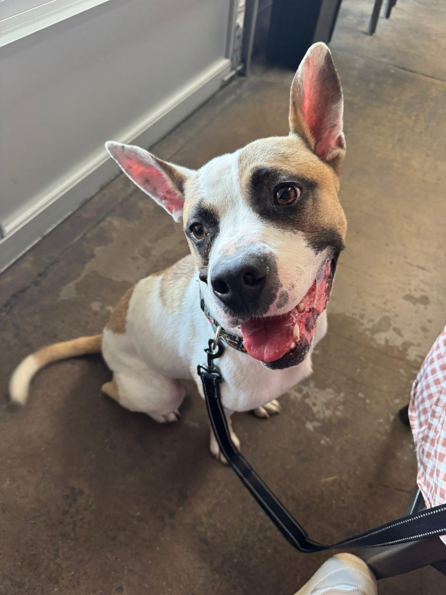 Guy, a Adoptable mixed breed in Ayden, NC image 5/6