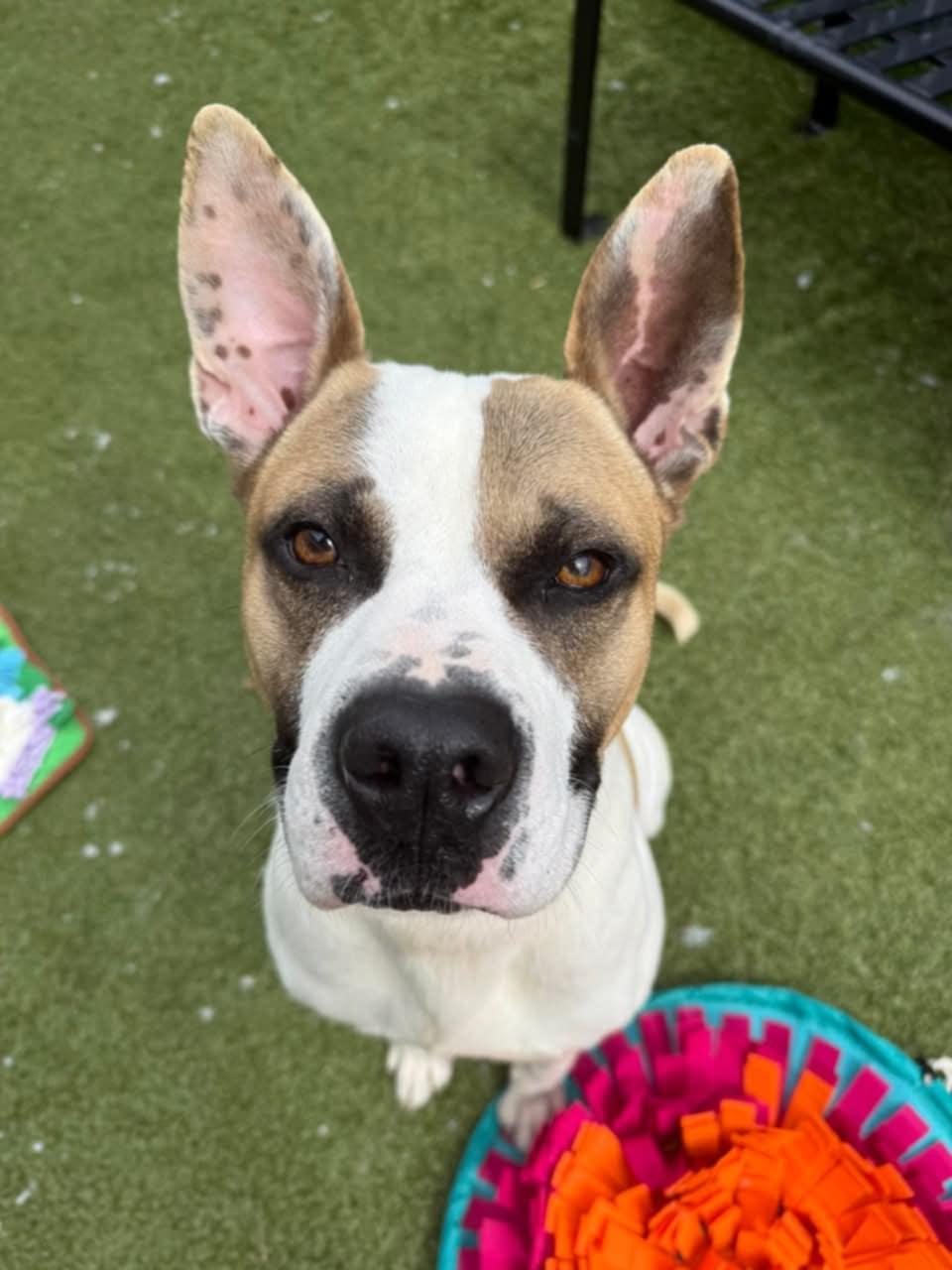 Guy, a Adoptable mixed breed in Ayden, NC image 2/6