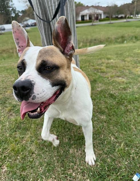 Guy, a Adoptable mixed breed in Ayden, NC image 3/6