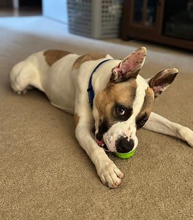 Guy, a Adoptable mixed breed in Ayden, NC image 4/6