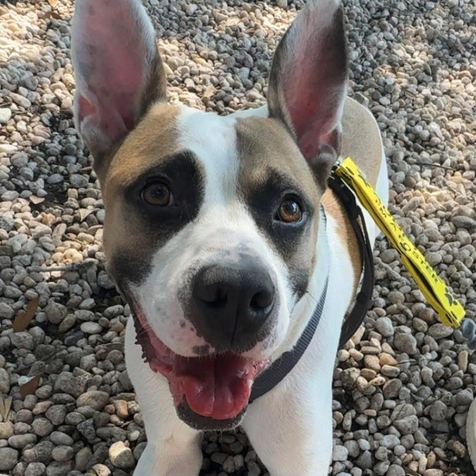 Enlarge Guy, a Adoptable mixed breed in Ayden, NC image 2/6