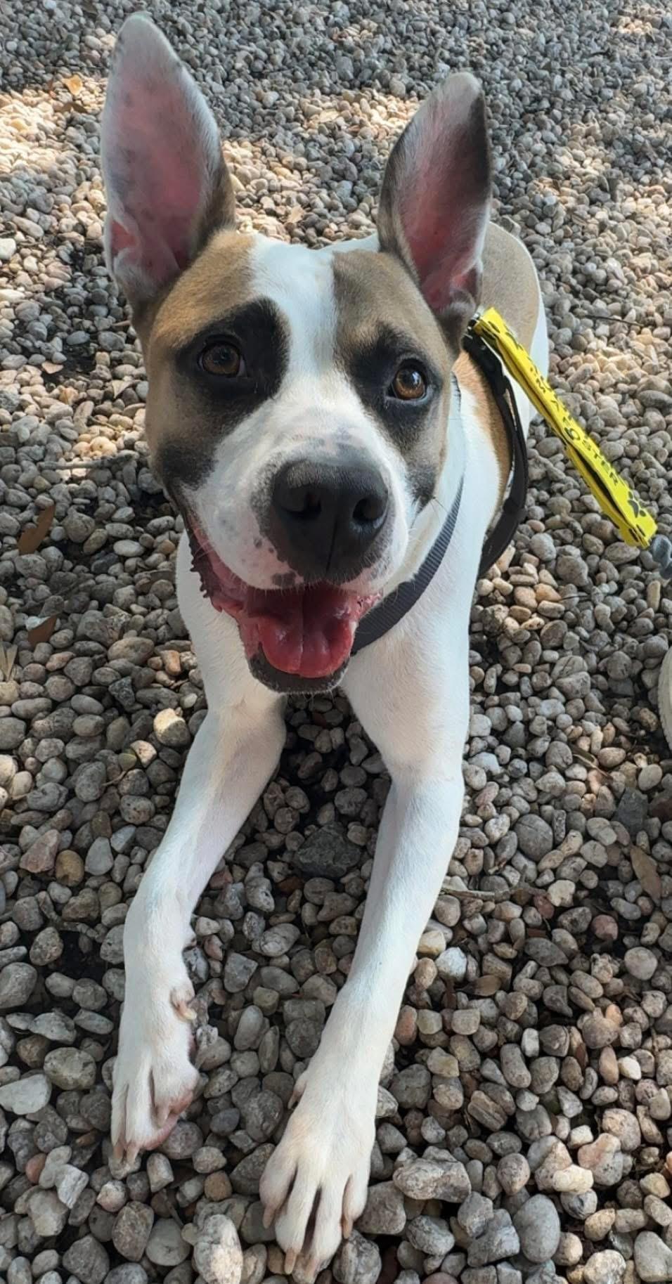 Guy, a Adoptable mixed breed in Ayden, NC image 1/6