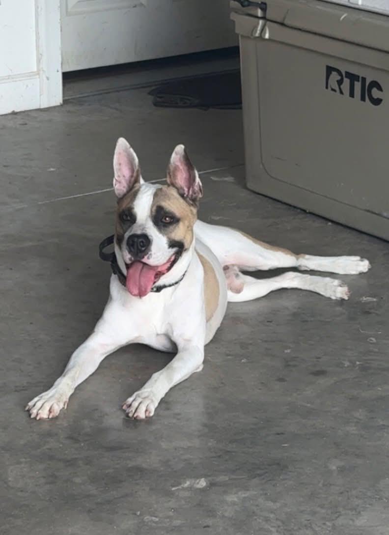 Guy, a Adoptable mixed breed in Ayden, NC image 6/6