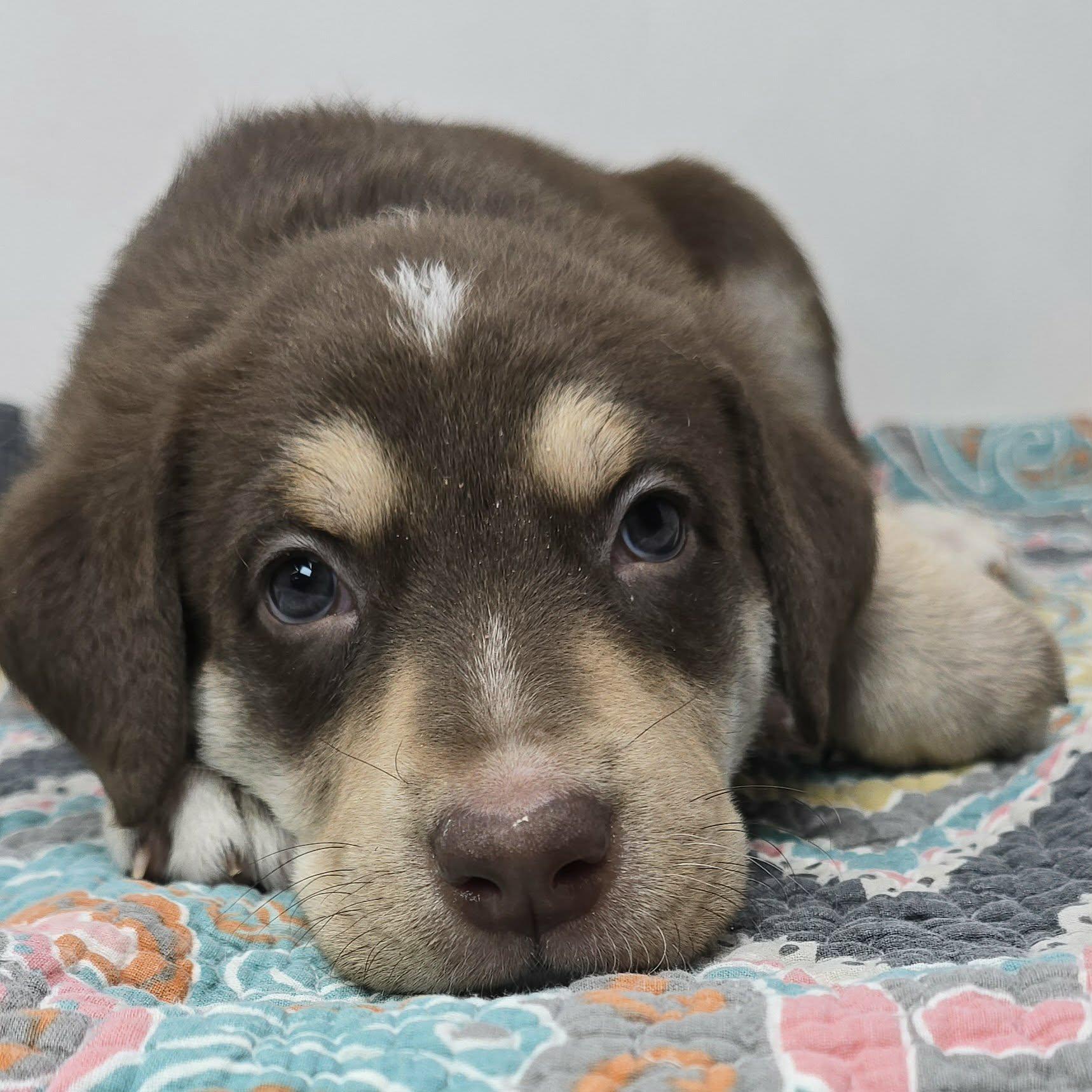 Nelson, Adoptable, Puppy Male Labrador Retriever & Australian Shepherd.