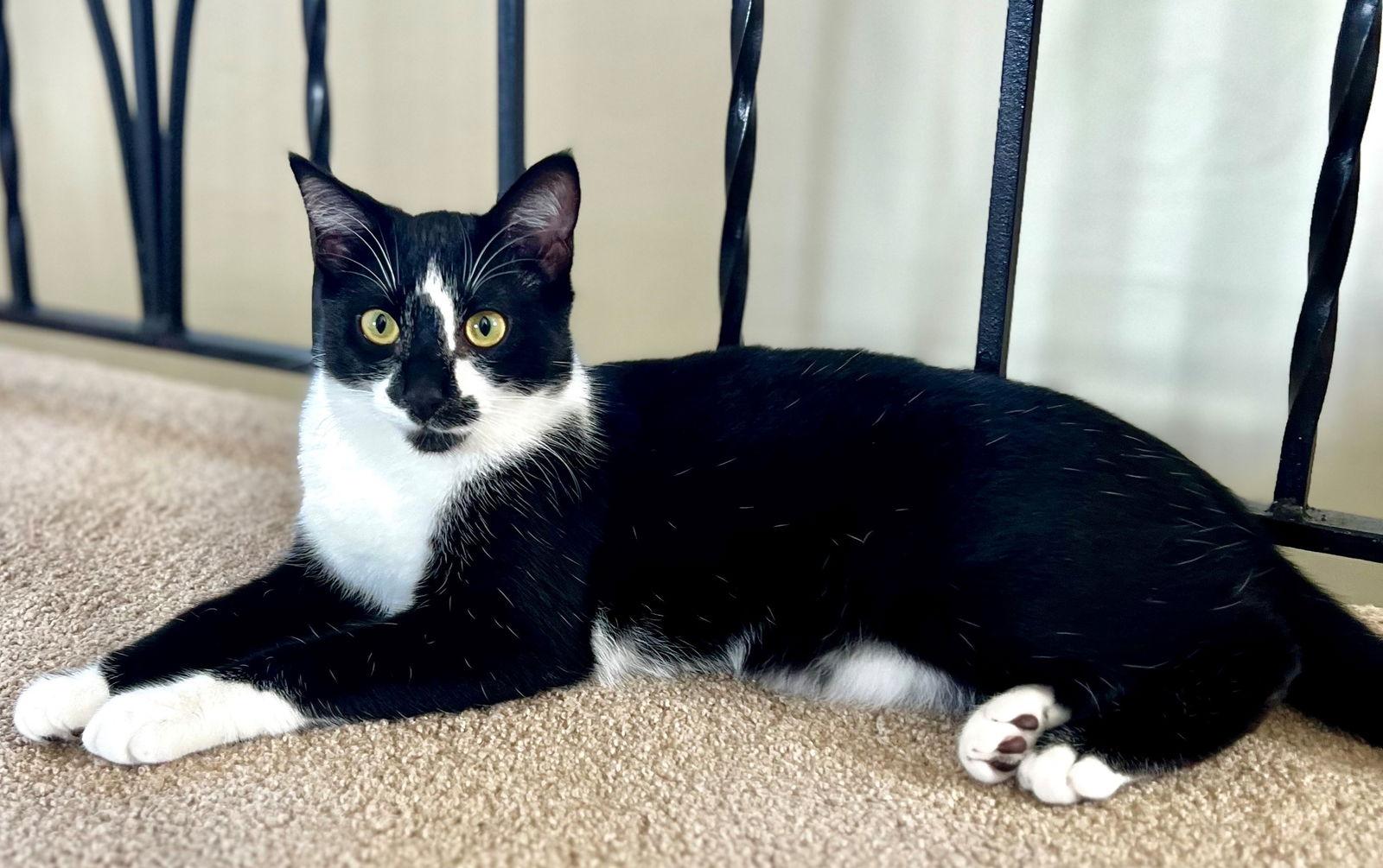 Penne, Adopted, Kitten Male Tuxedo.
