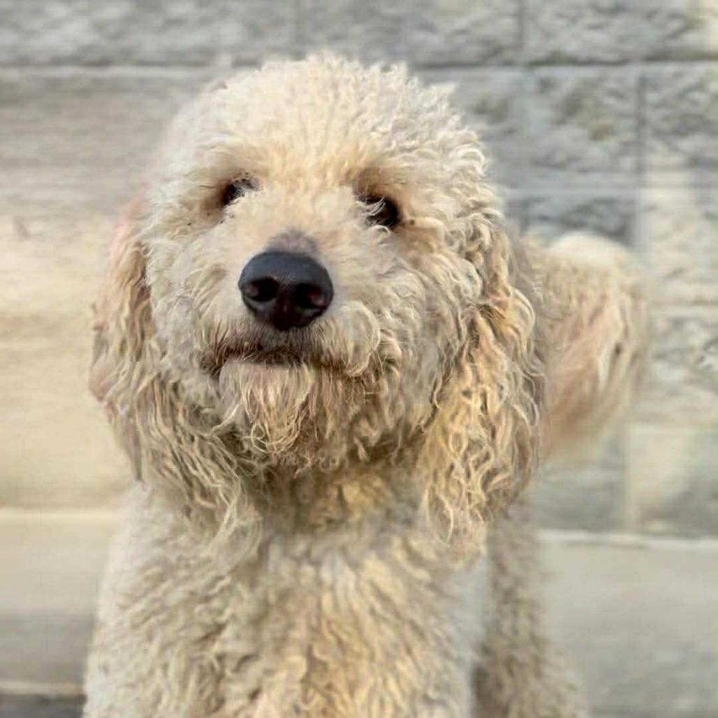 Enlarge Bartholomew, a Adoptable Standard Poodle in Southington, OH image 1/1