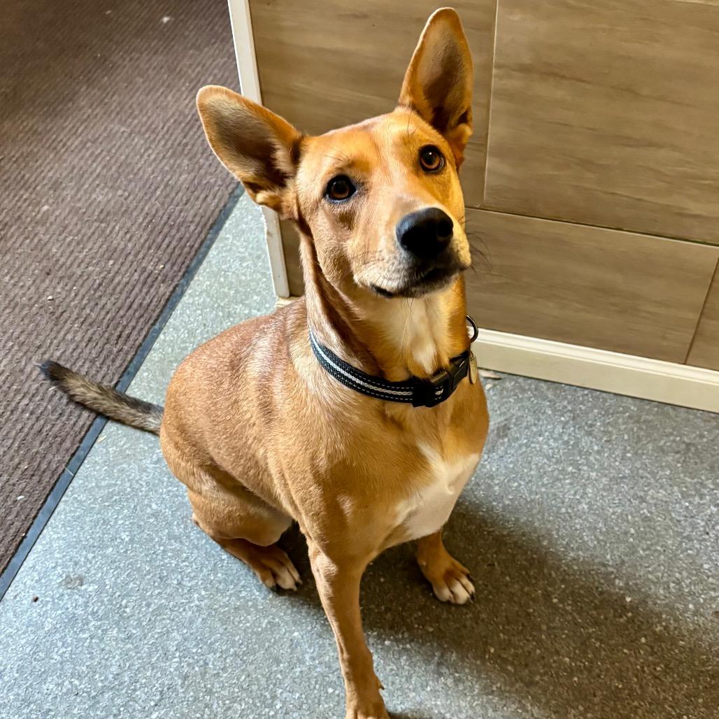 Enlarge Annie, a Adoptable mixed breed in Metamora, MI image 2/6