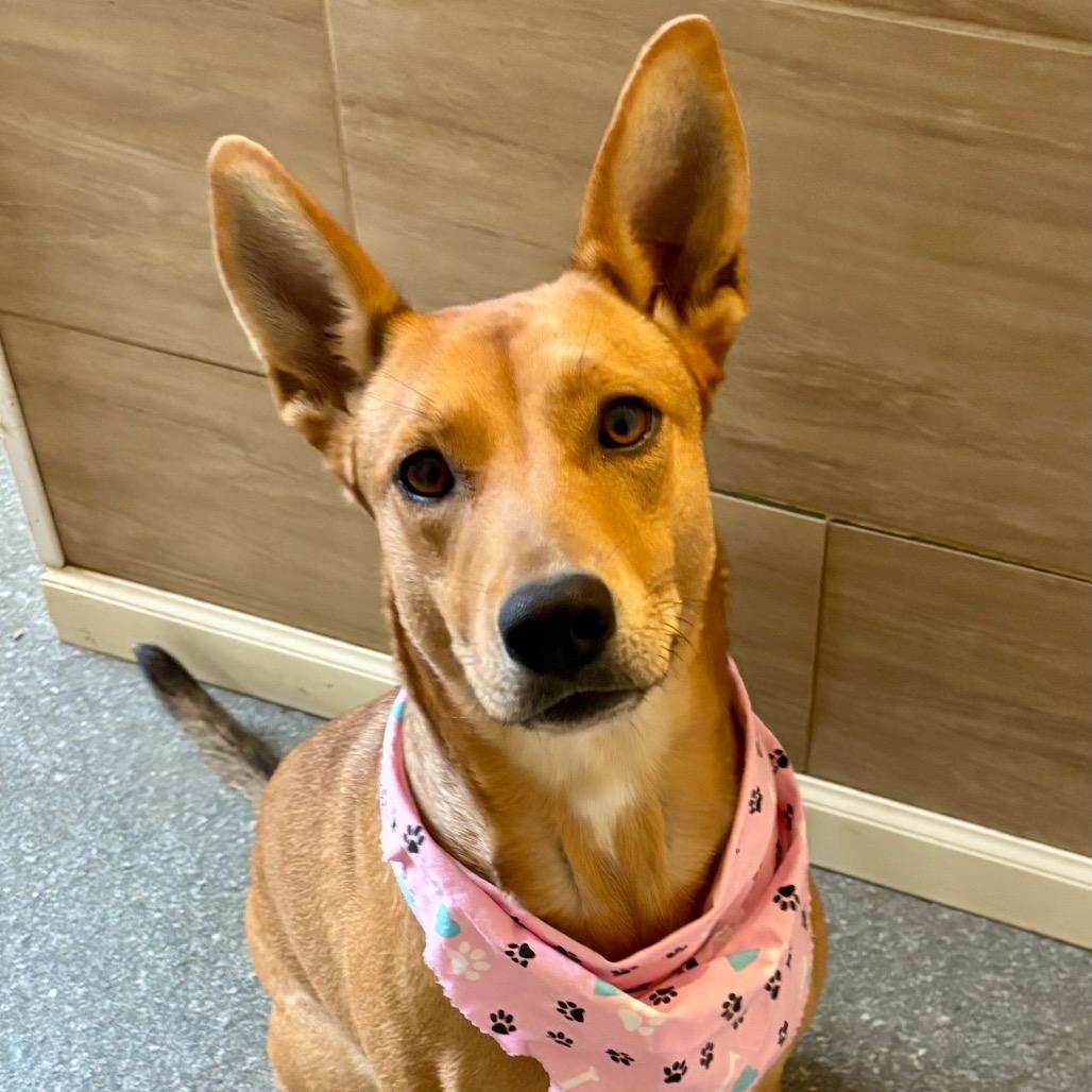 Enlarge Annie, a Adoptable mixed breed in Metamora, MI image 3/6