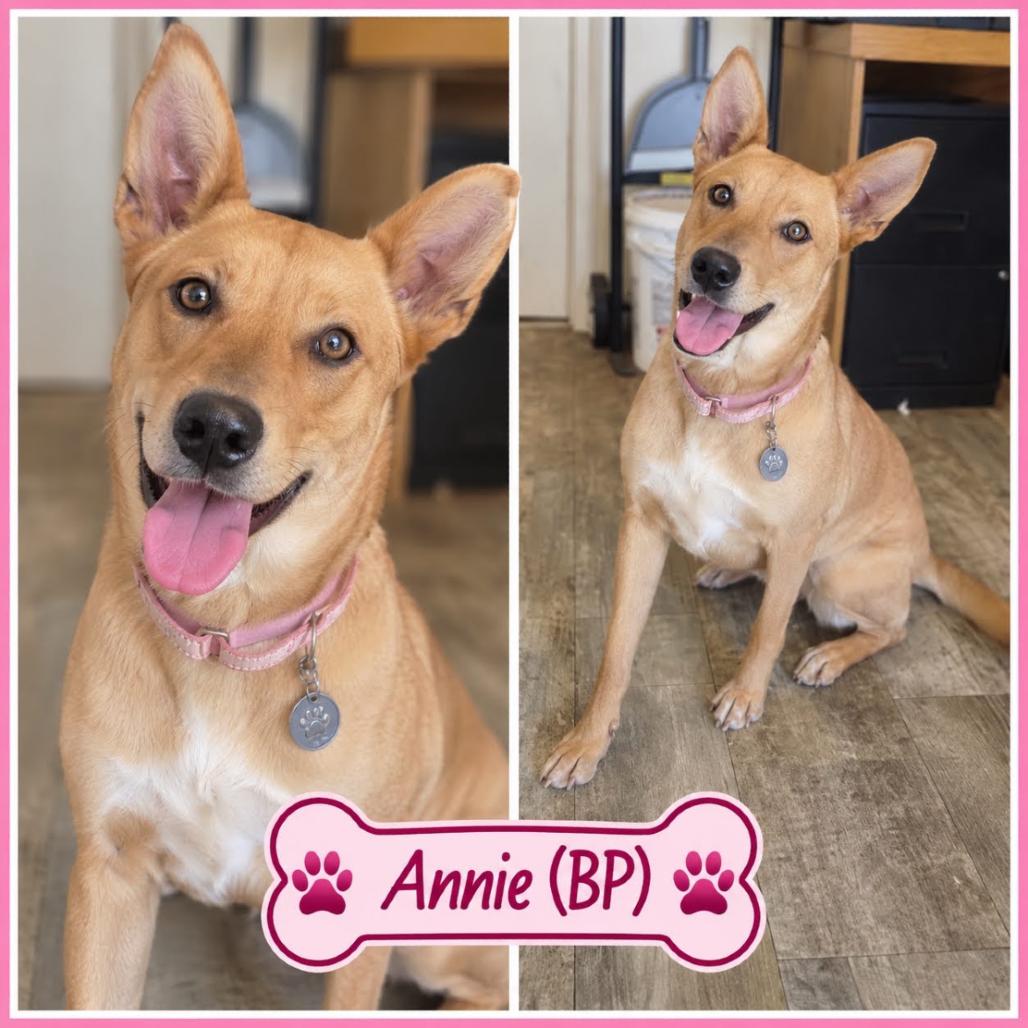 Enlarge Annie, a Adoptable mixed breed in Metamora, MI image 4/6