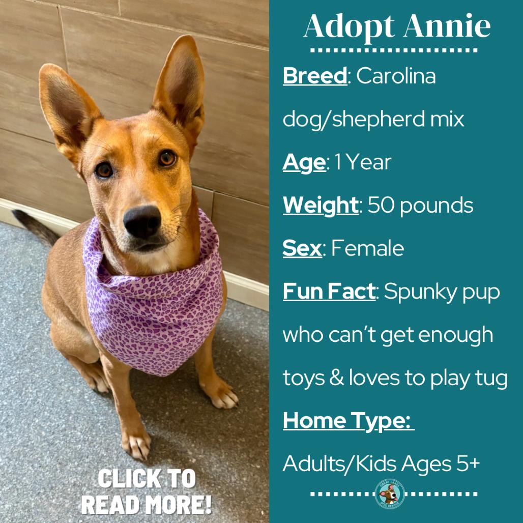 Enlarge Annie, a Adoptable mixed breed in Metamora, MI image 5/6