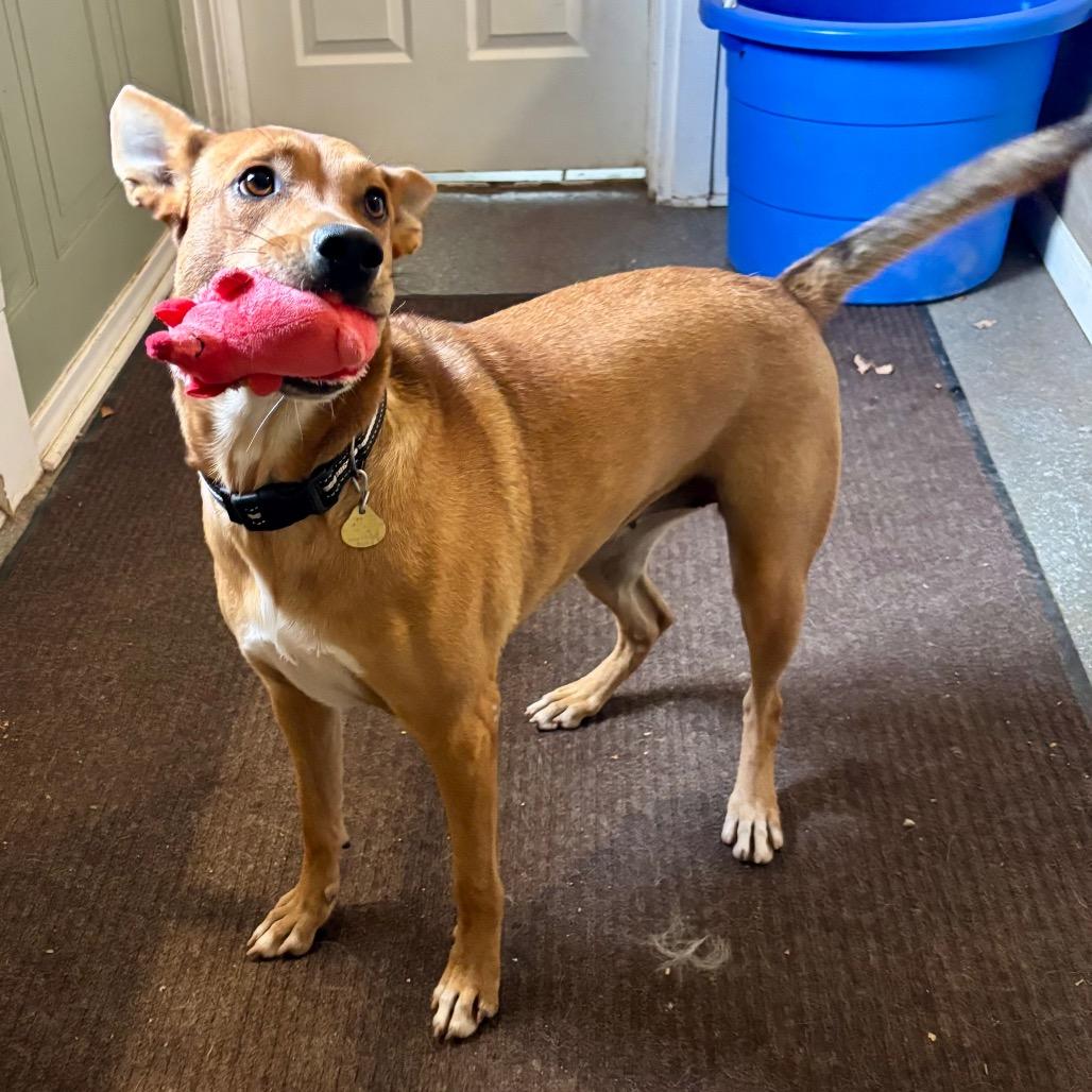 Enlarge Annie, a Adoptable mixed breed in Metamora, MI image 6/6