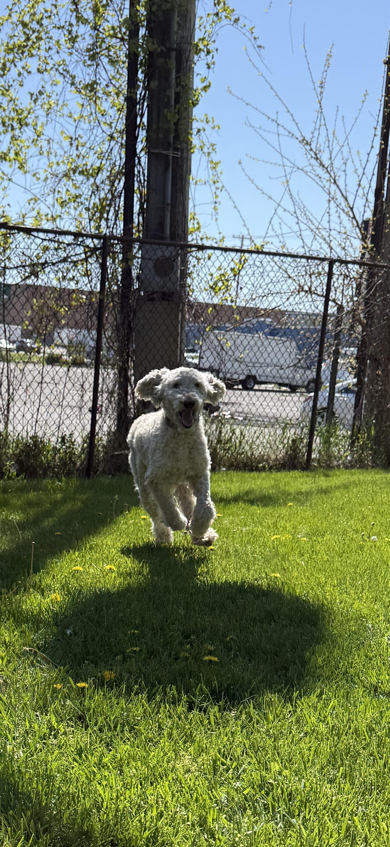 Hanzo, a Adoptable Standard Poodle in Grand Rapids, MI image 1/3
