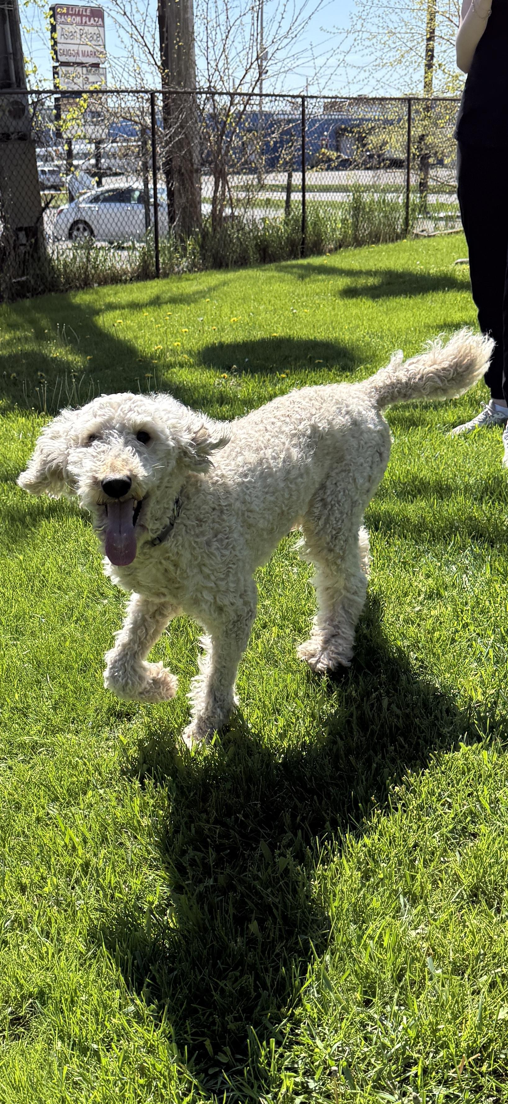 Hanzo, a Adoptable Standard Poodle in Grand Rapids, MI image 2/3
