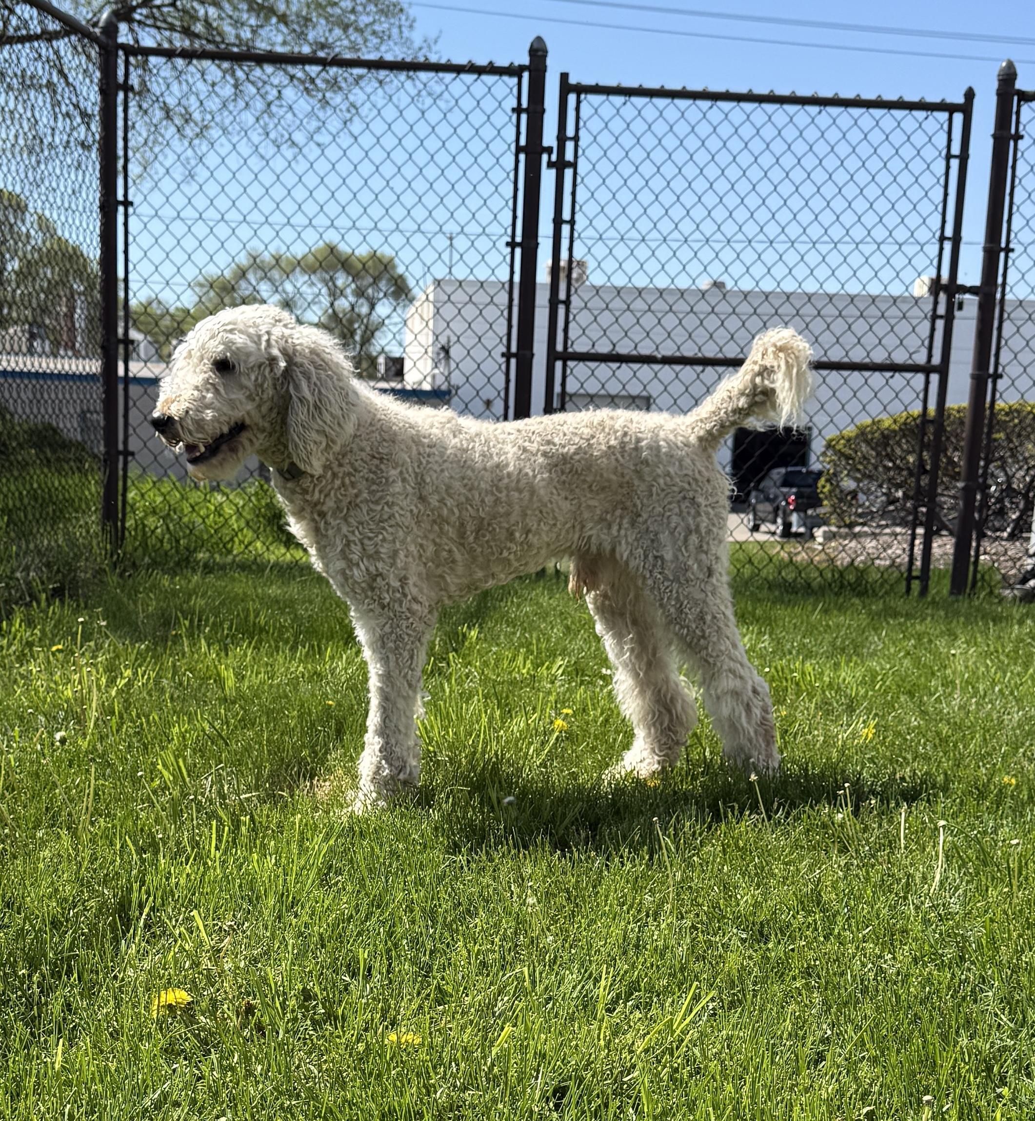 Hanzo, a Adoptable Standard Poodle in Grand Rapids, MI image 3/3